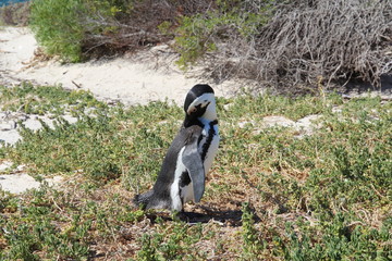 Pinguine am Strand