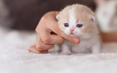 Niedliches Britisch Kurzhaar Kitten - Katzenbaby