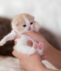 Süßes kleines Katzenbaby in Hand 