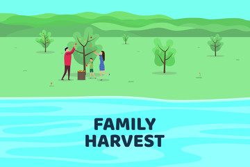 Naklejka na ściany i meble Harvesting people. Vector flat illustration. Family harvests apples. Minimalist design. 