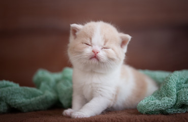 Augen zu und durch - BKH Kitten schließt die Augen