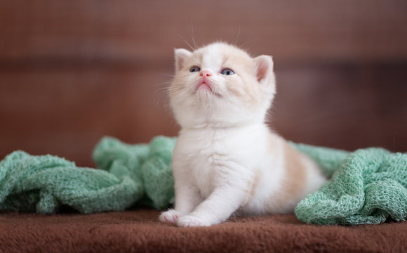 Britisch Kurzhaar Kitten in creme-white - sehr s&uuml;&szlig;