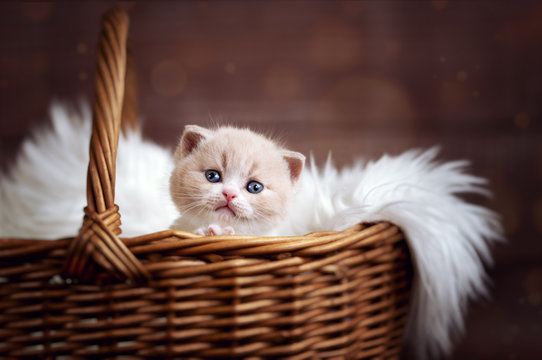 Britisch Kurzhaar Katzen Baby Kitten im Korb