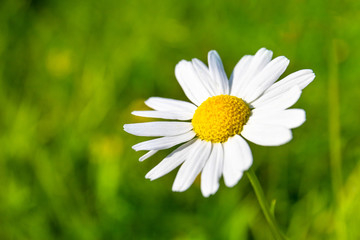 Fototapeta premium small daisy flower on green background, copy space