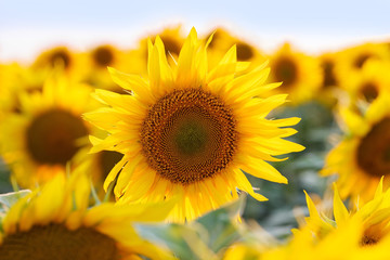 Fototapeta premium Sunflower natural background. Sunflower blooming. Close-up of sunflower
