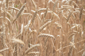 Wheat field