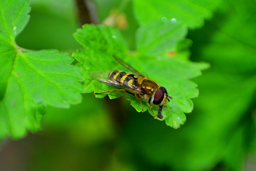 Hoverfly   (  Syrphidae  )  on green leaf in nature