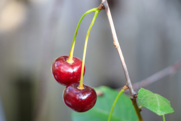 Cherry berries on a branch among green foliage