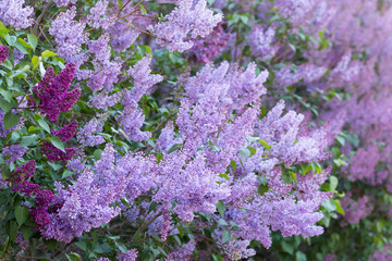 Purple lilac flowers with green leaves. Spring blossom. Selective focus.