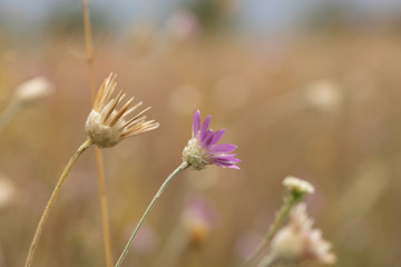 Steppe wildflowers. Selective focus. Early morning. Flowers