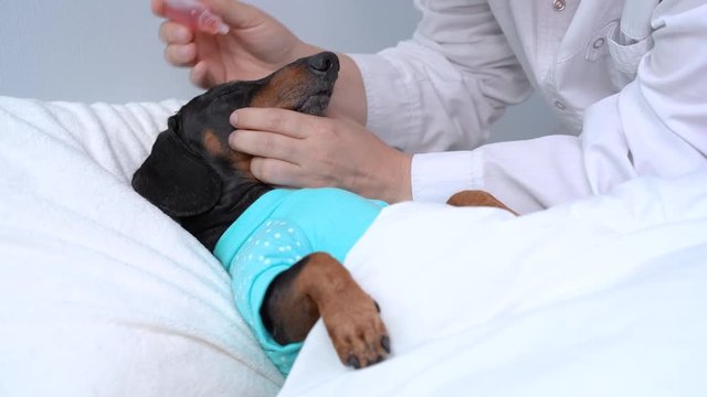 A veterinarian in a clinic instills dachshund dog with red eye drops. conjunctivitis eyes of dog. Cataract eyes of dog.  Medical and Health care of pet concept.