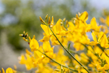 Obraz premium Yellow Spanish Broom (Spartium junceum), mediterranean region in France,on blue sky background