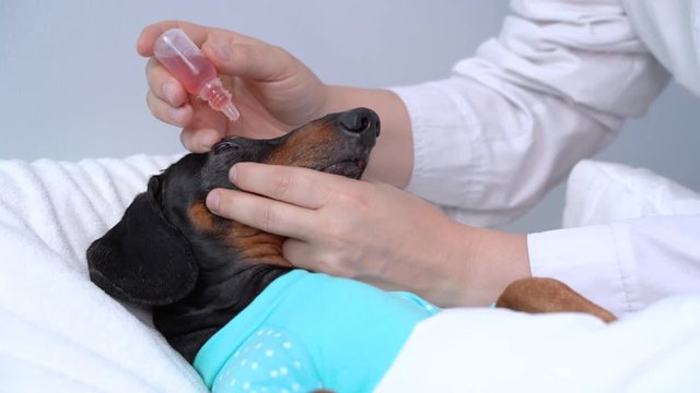 A veterinarian in a clinic instills dachshund dog with red eye drops. conjunctivitis eyes of dog. Cataract eyes of dog.  Medical and Health care of pet concept.
