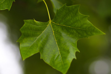 hoja de maple