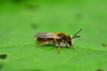 A little  bee  (  apoidea  ) on green leaf in nature