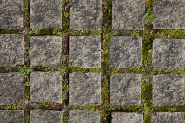 small plants grow between paved square granite stones paths.Background of pavement top view.