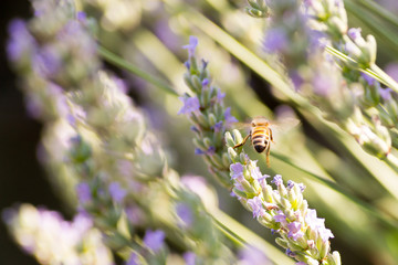 Bees and flowers on meadow in Bologna, Italy with a summer time atmosphere