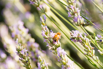 Bees and flowers on meadow in Bologna, Italy with a summer time atmosphere