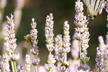 Obraz premium Bees and flowers on meadow in Bologna, Italy with a summer time atmosphere
