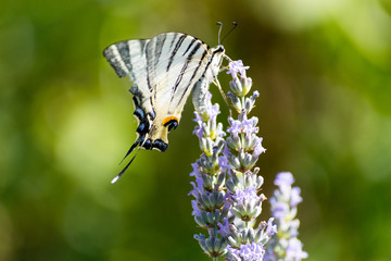 A butterfly on a lavander flower
