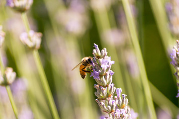 Bees and flowers on meadow in Bologna, Italy with a summer time atmosphere