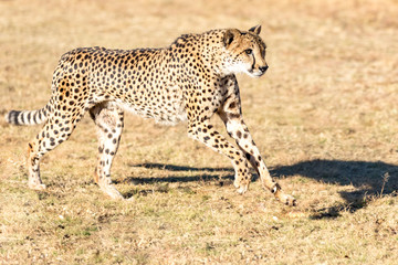 Fototapeta na wymiar Cheetah running in South Africa, Acinonyx jubatus. Guepardo.