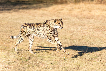 Cheetah running in South Africa, Acinonyx jubatus. Guepardo.