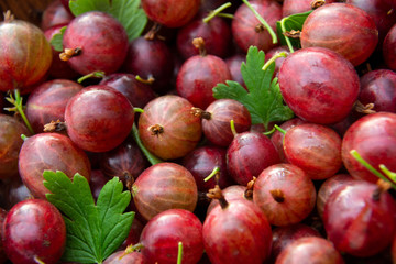Red ripe gooseberries with green leaves closeup