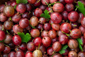 Red ripe gooseberries with green leaves closeup