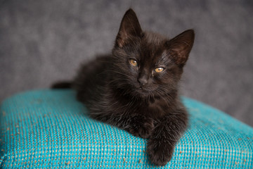 Chaton