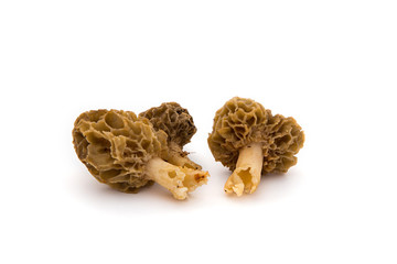 Morilles