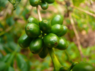Coffee before picking