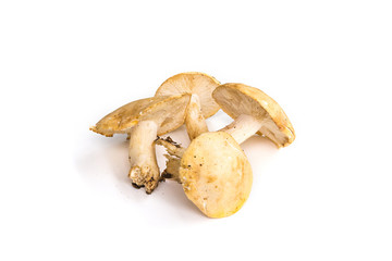 Champignons