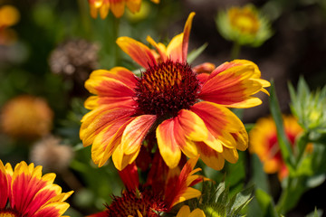 Portrait of yellow-orange gaillardia blanket flowers in the summer garden