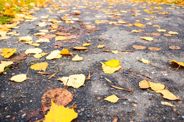 autumn. Yellow birch leaves lies on the grass. daylight. shallow depth of cut.