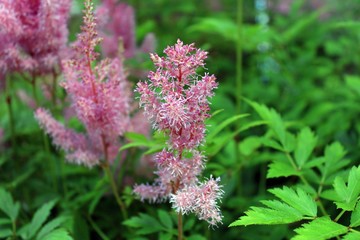 pink flowers in the garden