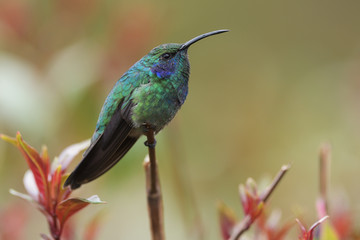 Green violetear sitting on branch
