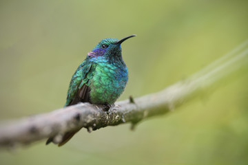 Green violetear sitting on branch