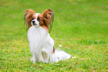 Portrait of a papillon purebreed dog sitting on the grass