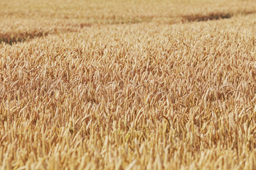 champ de blé