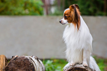 Portrait of a papillon purebreed dog with wall behind