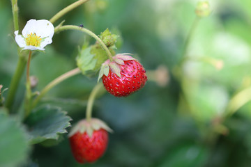 Rote Walderdbeeren mit Blüte