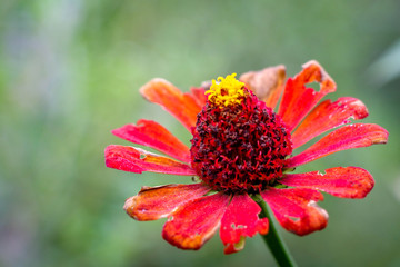 Colorful flower