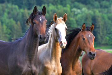 Fototapeta na wymiar Herd of horses in the pasture.