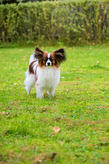 Portrait of a papillon purebreed dog walking on the grass