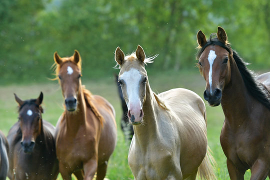 Herd Of Horses In The Pasture.