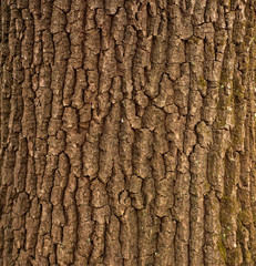 Relief texture of the brown bark of a tree with green moss on it. Horizontal photo of a tree bark texture. Relief creative texture of an old oak bark.