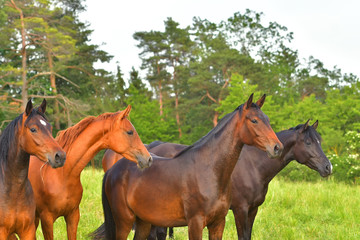 Obraz premium Herd of horses in the pasture.