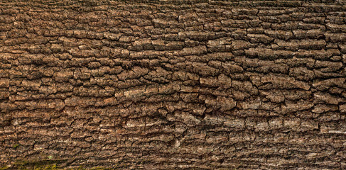 Relief texture of the brown bark of a tree with green moss on it. Horizontal photo of a tree bark texture. Relief creative texture of an old oak bark.