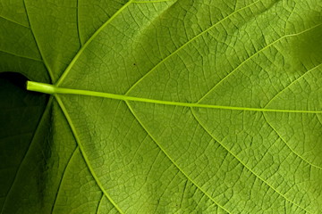 Grape leaf. Closeup of a grape leaf. The texture of the grape leaf.